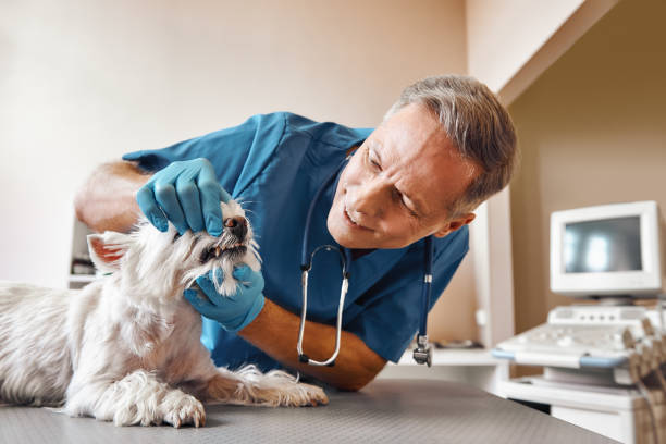 Best Emergency X-Rays and Diagnostics in Start, LA
